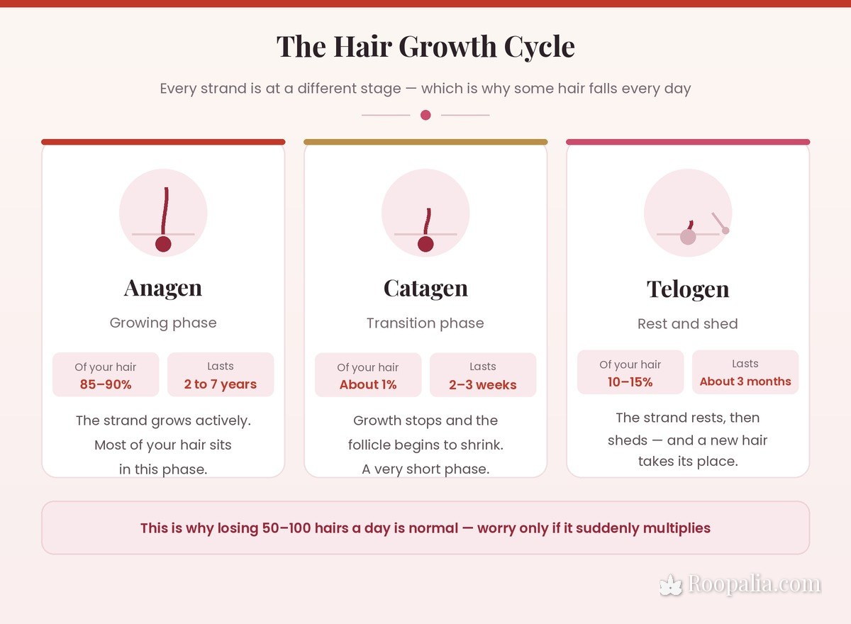 The hair growth cycle explained — anagen, catagen and telogen phases and why losing 50 to 100 hairs a day is normal